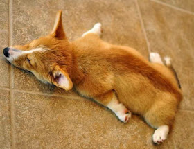adorable dog pictures, cute corgi puppy sleeping