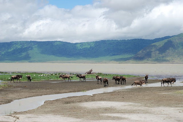 Ngorongoro Crater Tanzania Africa