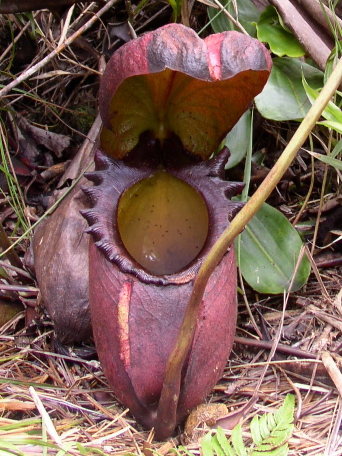  Kantong  Semar  Nepenthes Alam Mentari