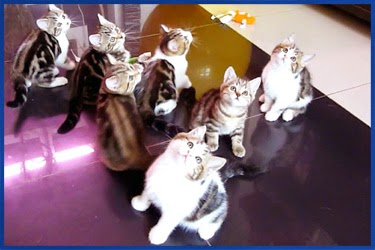 7 Katzenbabys tanzen zu Musik