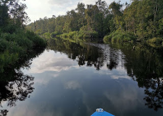 Indonesia, Borneo, Parque Nacional Tanjung Puting.