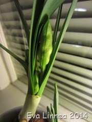 IMG_1181