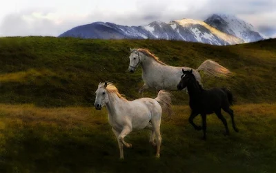 beautiful horses