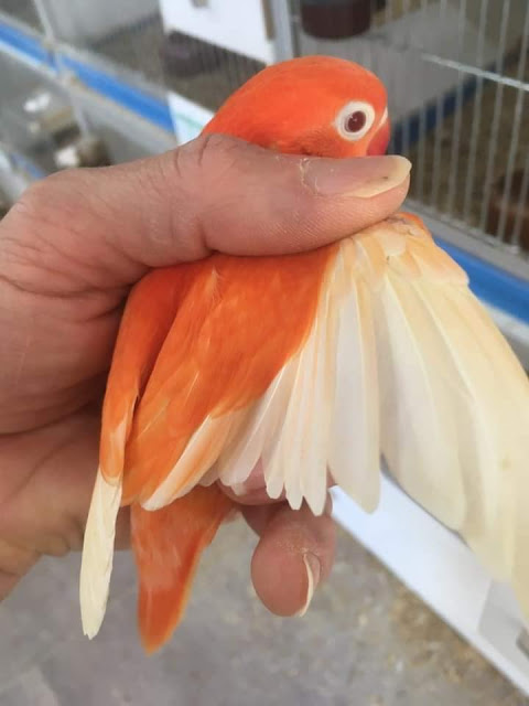 Keindahan Lovebird Orange and Red