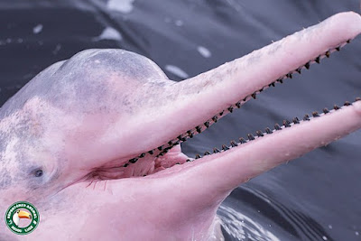 Amazon River Dolphin