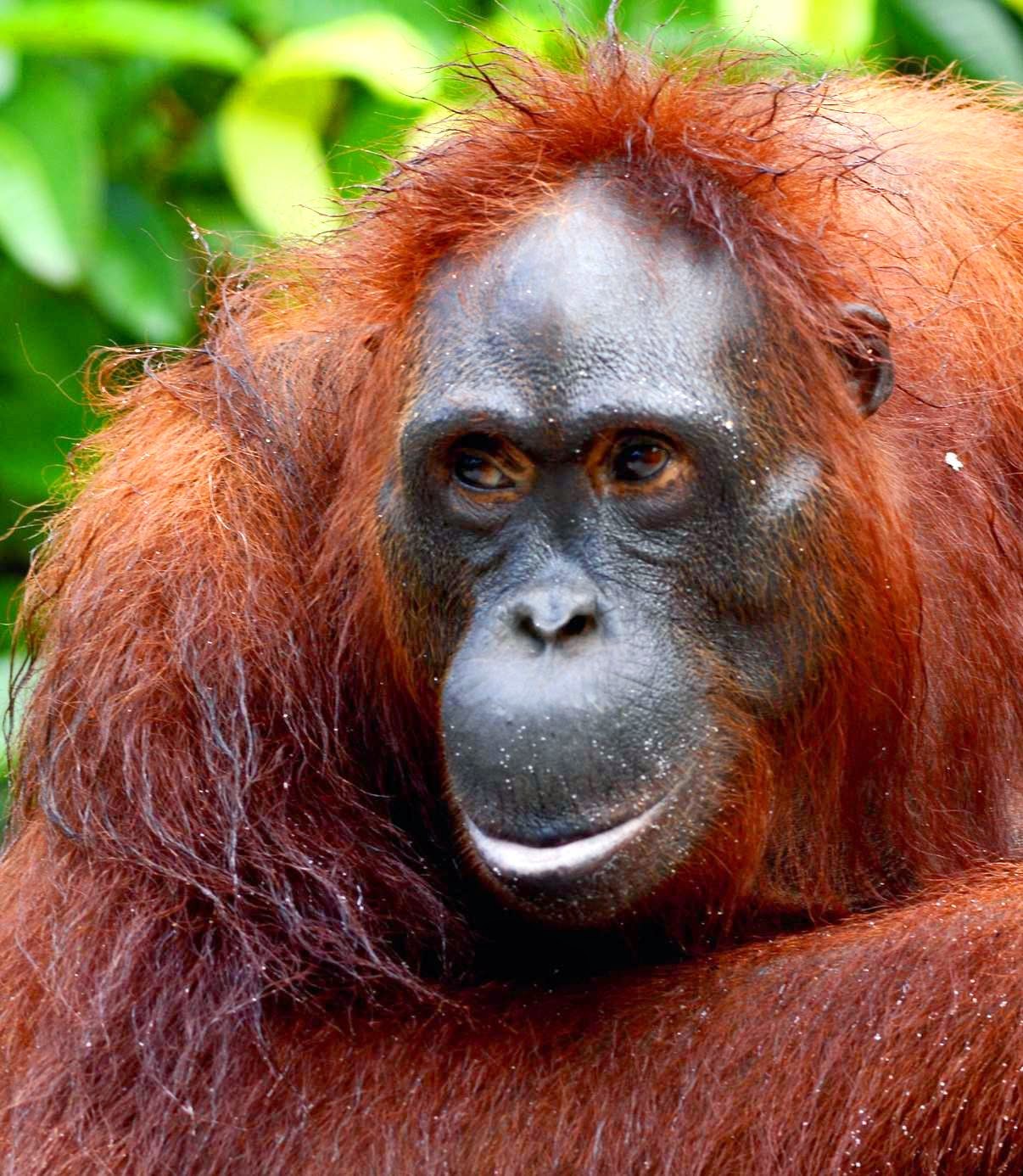 Orangutans The Red  Apes Animal Fun Facts