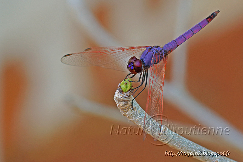 Trithemis annulata haematina