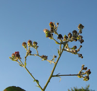 Brombeeren