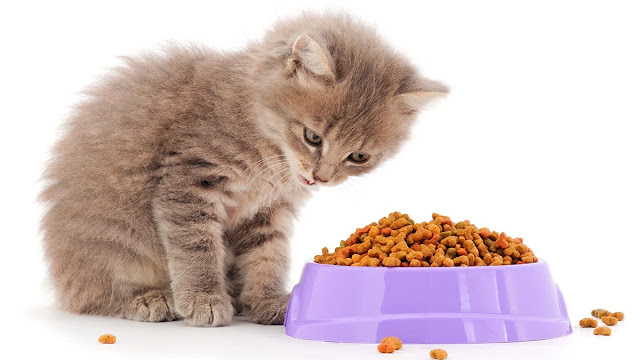wat kun je kittens te eten geven?