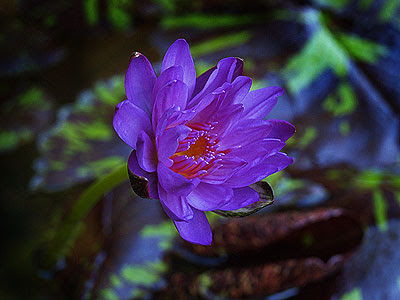 Nimphaea 'Daniel'. Foto di Andrea Mangoni.