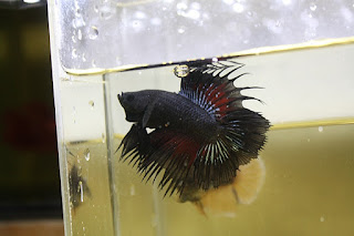 betta black devil crowntail - bênny bettas