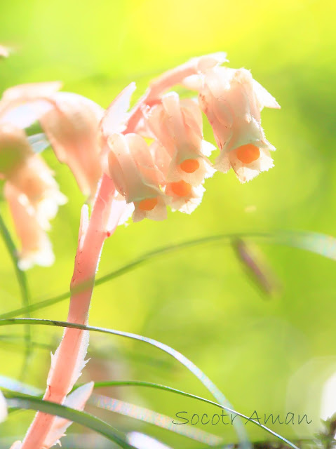 Monotropa hypopithys