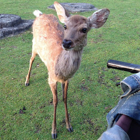 rencontre avec les cerfs à Nara au Japon