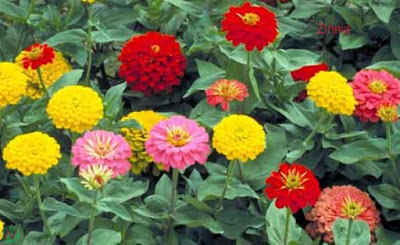 zinnia flower, zinnia