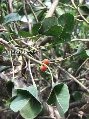 Ficus asperima, KaroFicus bengalensis var. krishnae