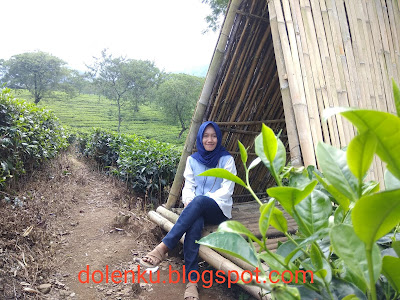 kebun teh wonosari lawang malang