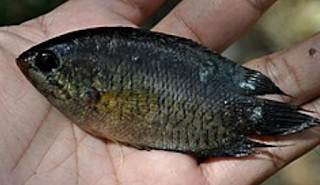 Ikan Kapar