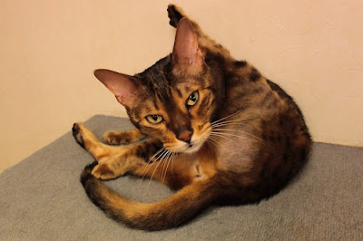 Tokyo's Cat Cafe Seen On  www.coolpicturegallery.us