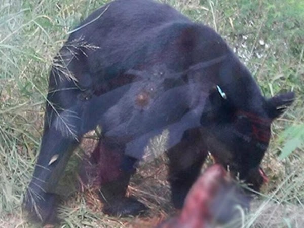 Oso entra a una casa en Monterrey y se come a la mascota 