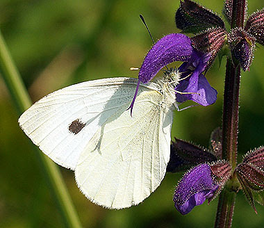 Una Pieris brassicae su salvia. Foto di Andrea Mangoni.