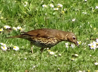 Song Thrush? (Or Mistle Thrush?) Amsterdam. © Copyright, Shelley Banks, all rights reserved.