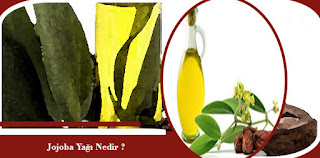 Jojoba Yağı Nedir?