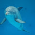 Triste destin pour un dauphin à Boudewijn Seapark 