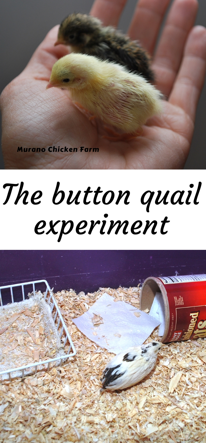 The Button Quail Experiment Murano Chicken Farm