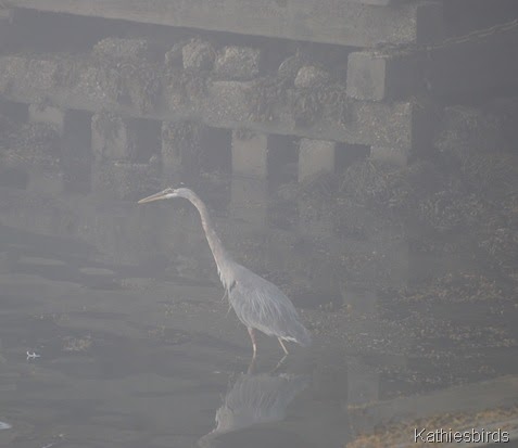 5. heron-kab