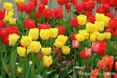 Red and Yellow Tulips