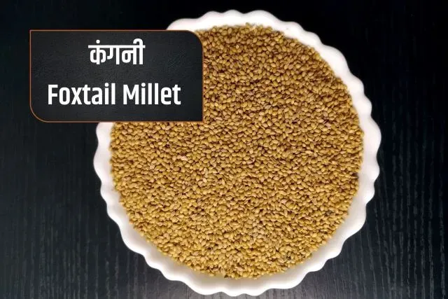 Foxtail millet- Types of Millets in Hindi