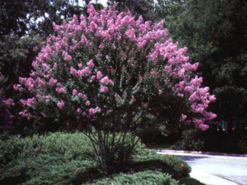 Search: crepe myrtle