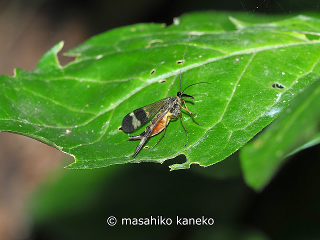 ヤマトシリアゲ♀