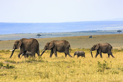 Bilden visar en flock med elefanter som går på led.