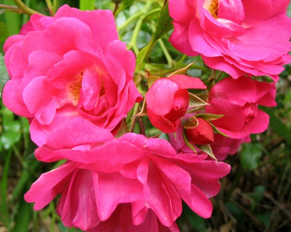 Pretty Pink Flower