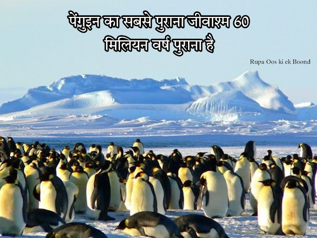 विश्व पेंगुइन दिवस 25 अप्रैल "World Penguin Day 25 April"