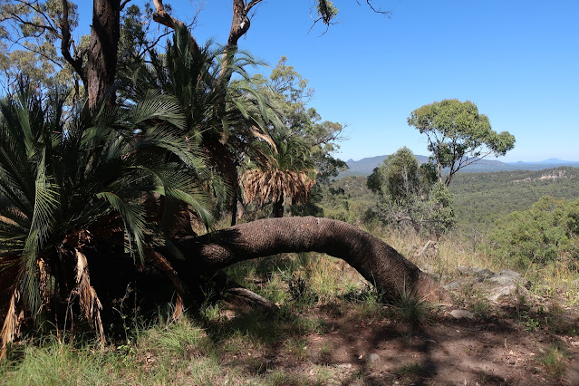 Large Cycad bent over almost touching the ground