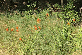 roadside daylilies