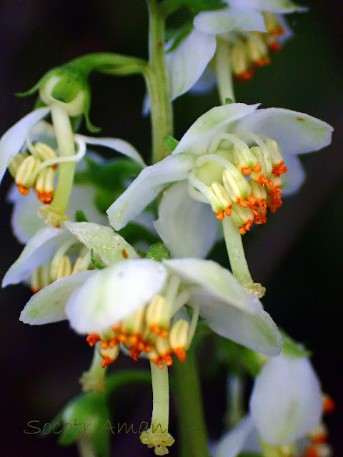 Pyrola japonica