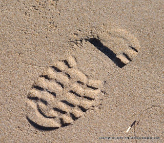 Tracks, 11/13/10, Beach at Lot #7, Parker River NWR