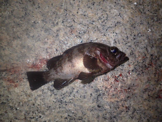 カレイの前にメバルの夜釣り（林崎海岸）