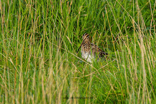 Wildlifefotografie Bekassine Olaf Kerber