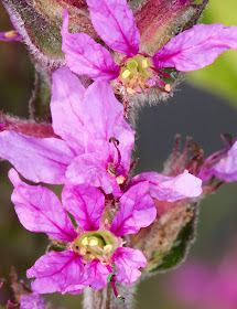 Purple Loosestrife, Lythrum salicaria.   Short stigma.  On the River Medway near Hartlake Bridge, 25 July 2014.