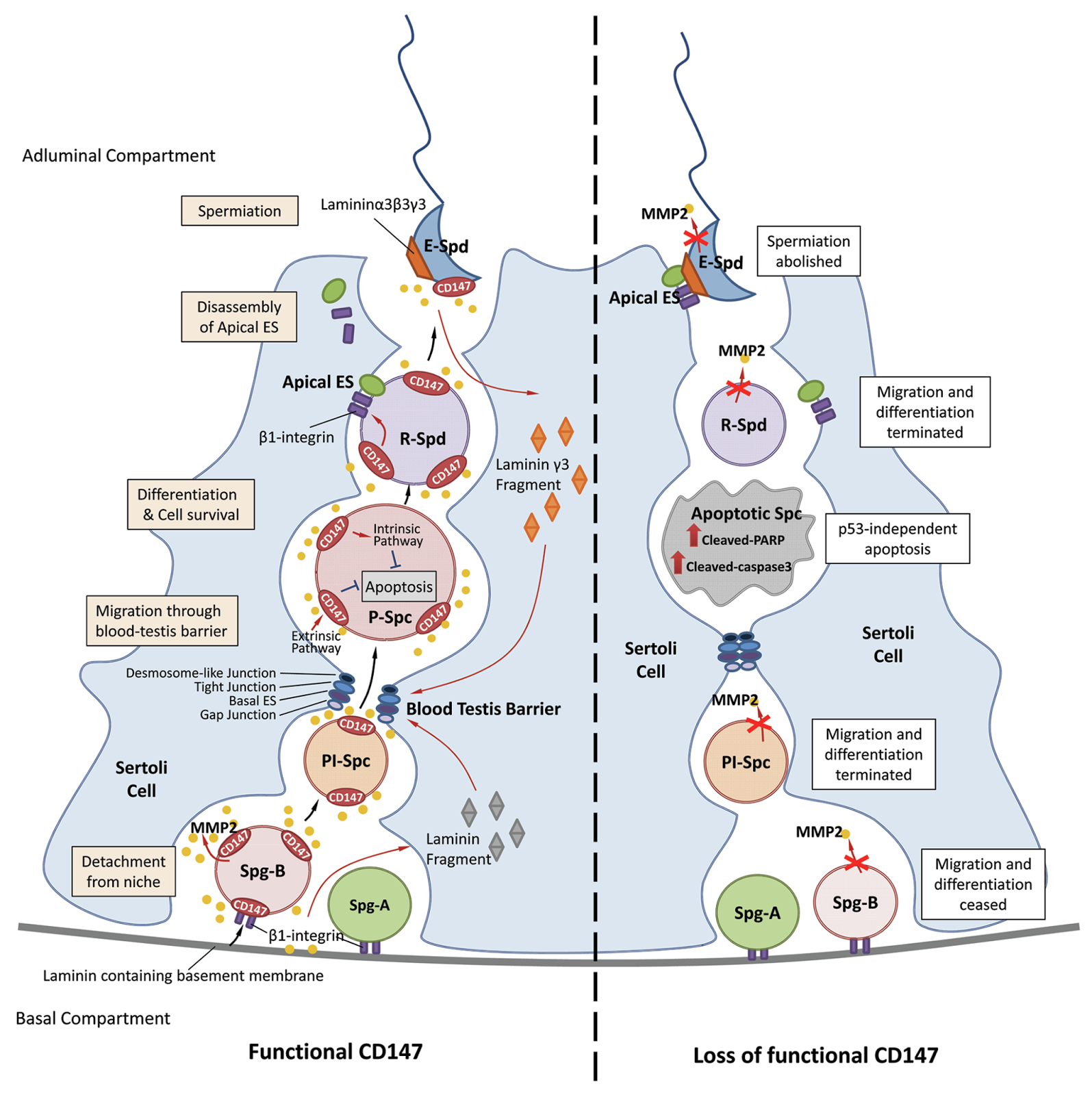 4 Macam Perbedaan Spermatogenesis  Dan Oogenesis