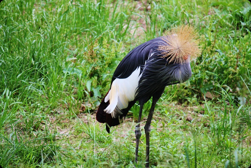 Zoo4 077