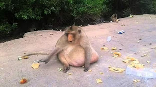 Overweight Thai monkey checked into boot camp to get treatment for obesity