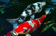 Koleksi Cemerlang 23+ Gambar Ikan Koi Terbesar Di Dunia