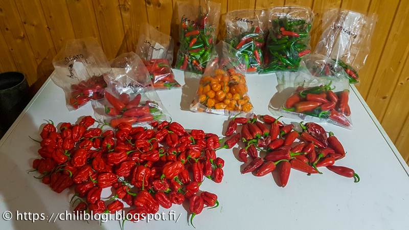 Kasvihuoneen chili- ja tomaattisato