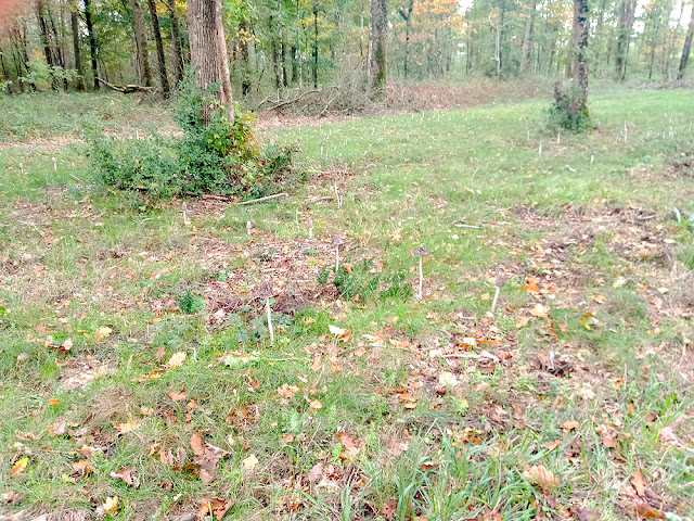 Dozens of Magpie Inkcaps Coprinopsis picacea in a forest clearing, Indre et Loire, France. Photo by Loire Valley Time Travel.