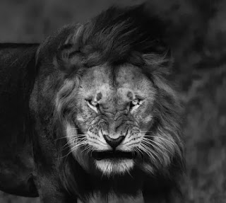 Angry_lion.png